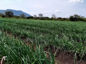 Drip Irrigation System