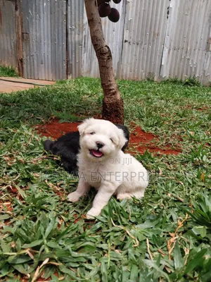 1-3 months Female Purebred Havanese