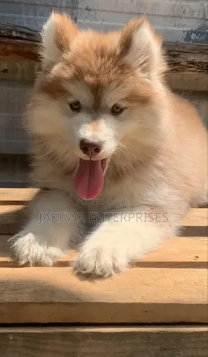 1-3 months Male Purebred Siberian Husky