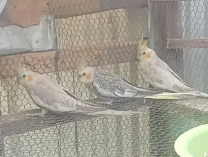 Cockatiel Youngsters