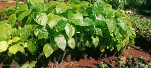 All Round Tree Seedlings