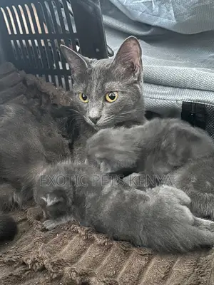 1-3 months Male Purebred Russian Blue