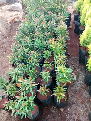 Eugenia Flower