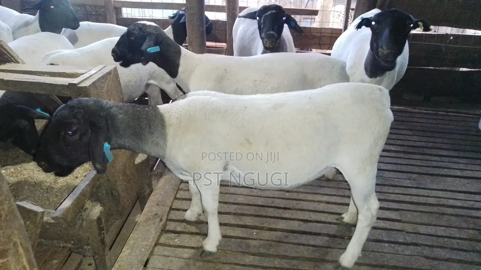 Dorper Sheep
