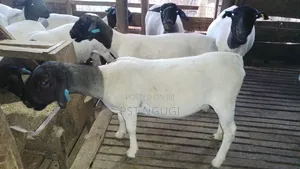 Dorper Sheep