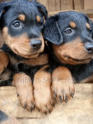 1-3 months Female Purebred Rottweiler