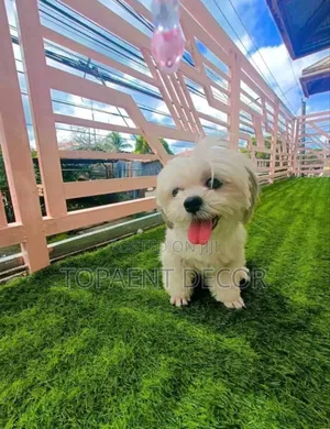 20mm Puppies Play Area Radiant Green Artificial Grass Carpet