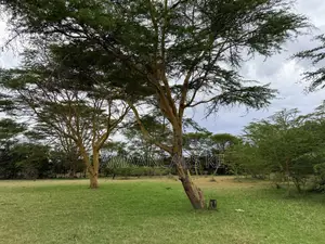 19-Acre Gorgeous Green Farm – 12km From Narok Town