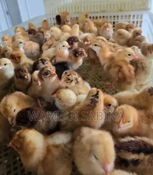 Day Old Improved Kienyeji Chicks