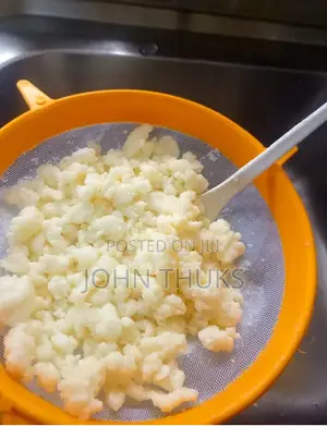 Kefir Milk Grains