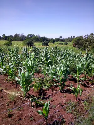 50by100 Plot for Sale