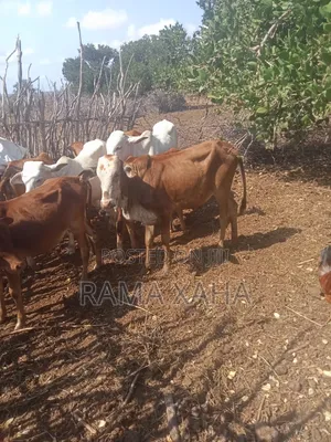 Livestock for Sale in Chakama
