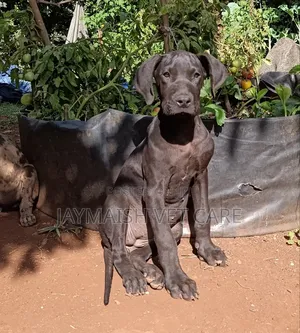 3-6 months Female Purebred Great Dane