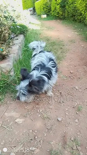 6-12 months Female Mixed Breed Maltese