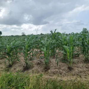 Prime Malindi 50 by 100 Plots