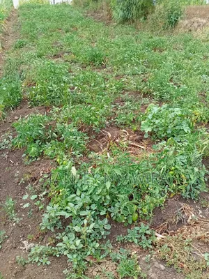 7 Acrea in Lussoi Near Narumoro via Nanyuki