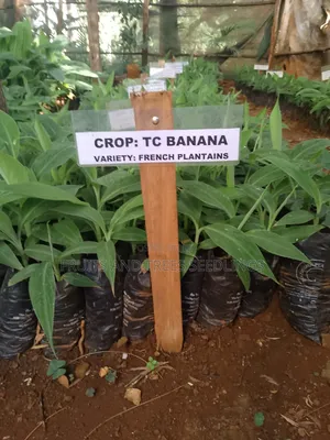 French Plantain Banana Seedlings