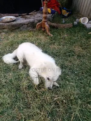 1+ year Male Purebred Japanese Spitz
