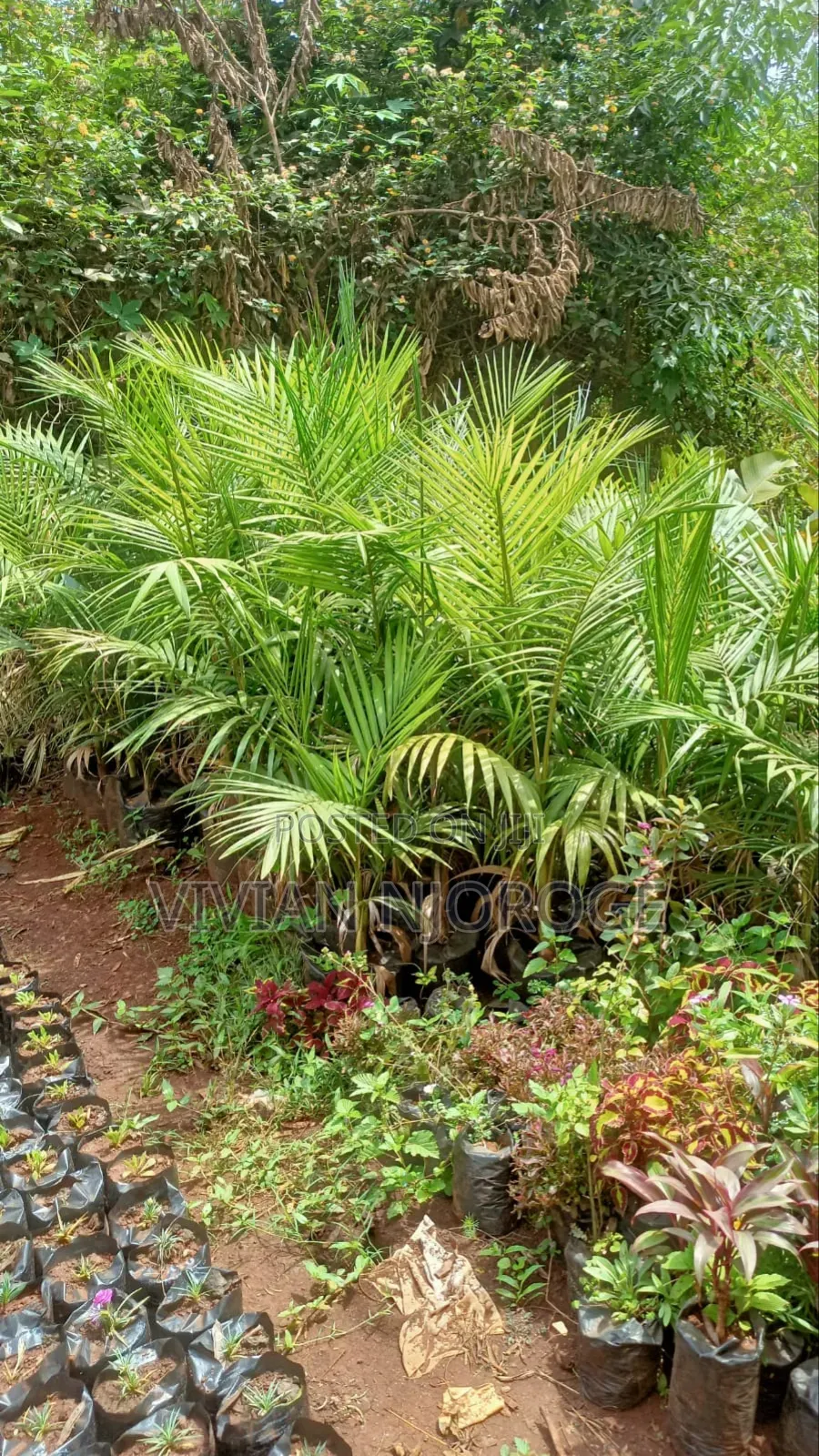 Landscaping Services