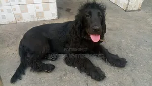 6-12 months Male Purebred Cocker Spaniel