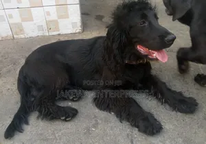 6-12 months Male Purebred Cocker Spaniel
