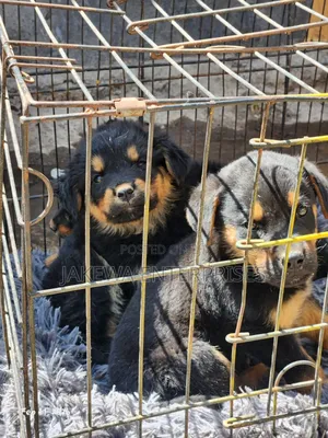 1-3 months Male Purebred Rottweiler