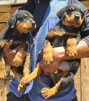 1-3 months Male Purebred Rottweiler