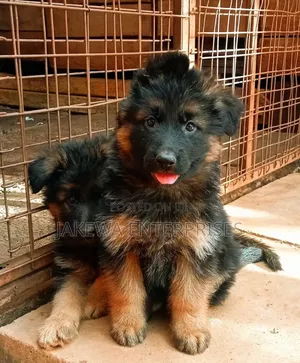 1-3 months Male Purebred German Shepherd