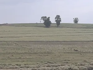 278 Acres Agricultural Property for Sale in Njoro Constituency