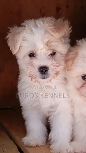 1-3 months Female Purebred Havanese