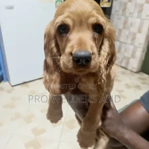 1-3 months Female Purebred Cocker Spaniel