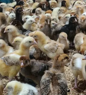 2 Weeks Old F1 Chicks