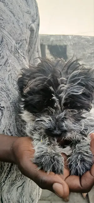 1-3 months Male Purebred Poodle