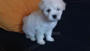1-3 months Male Purebred Maltese