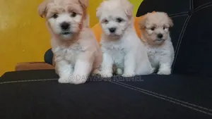 1-3 months Female Purebred Maltese