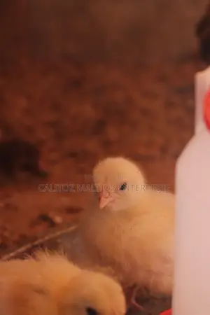 White Leghorn Chicks