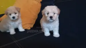 1-3 months Male Purebred Havanese