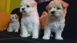 1-3 months Male Purebred Havanese