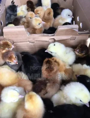 Improved Kienyeji Chicks Available