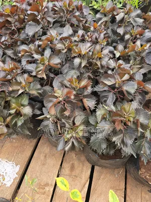 Copper Leaf Plants,Plant Flowes