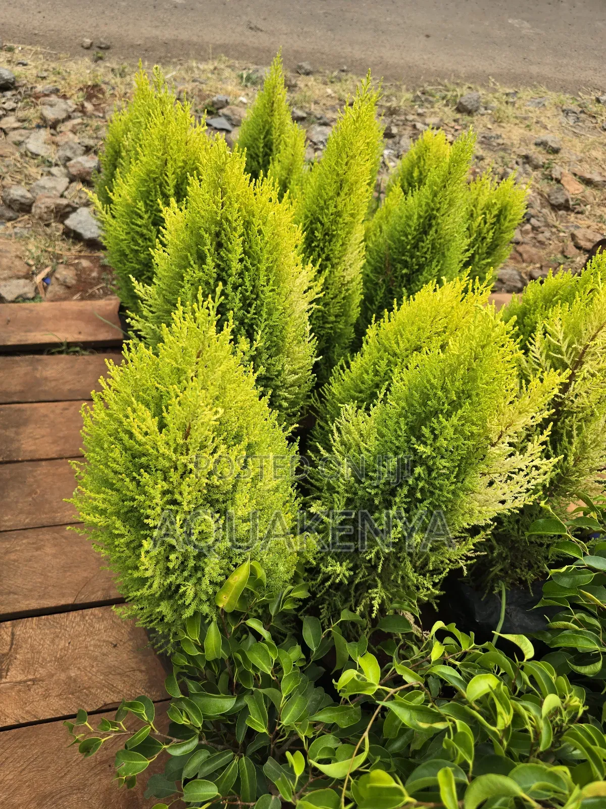 Lemon Cypress Tree,Cypress
