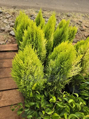 Lemon Cypress Tree,Cypress