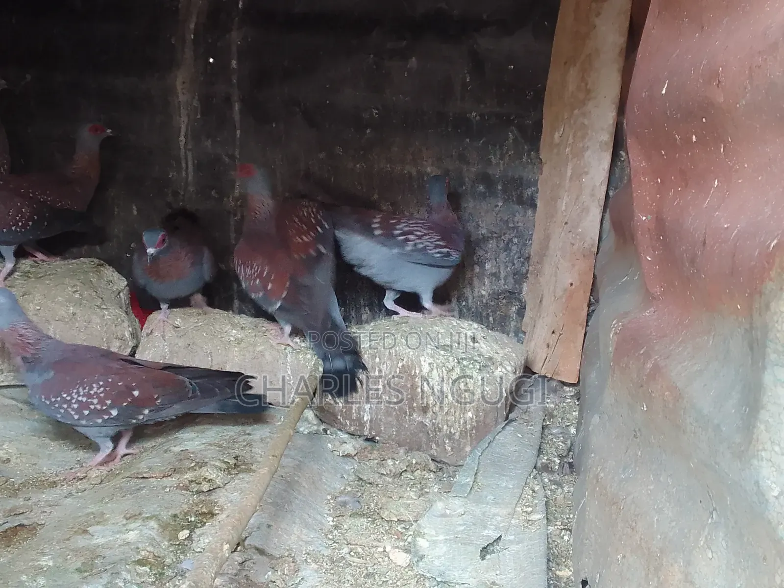White Speckled Pigeons
