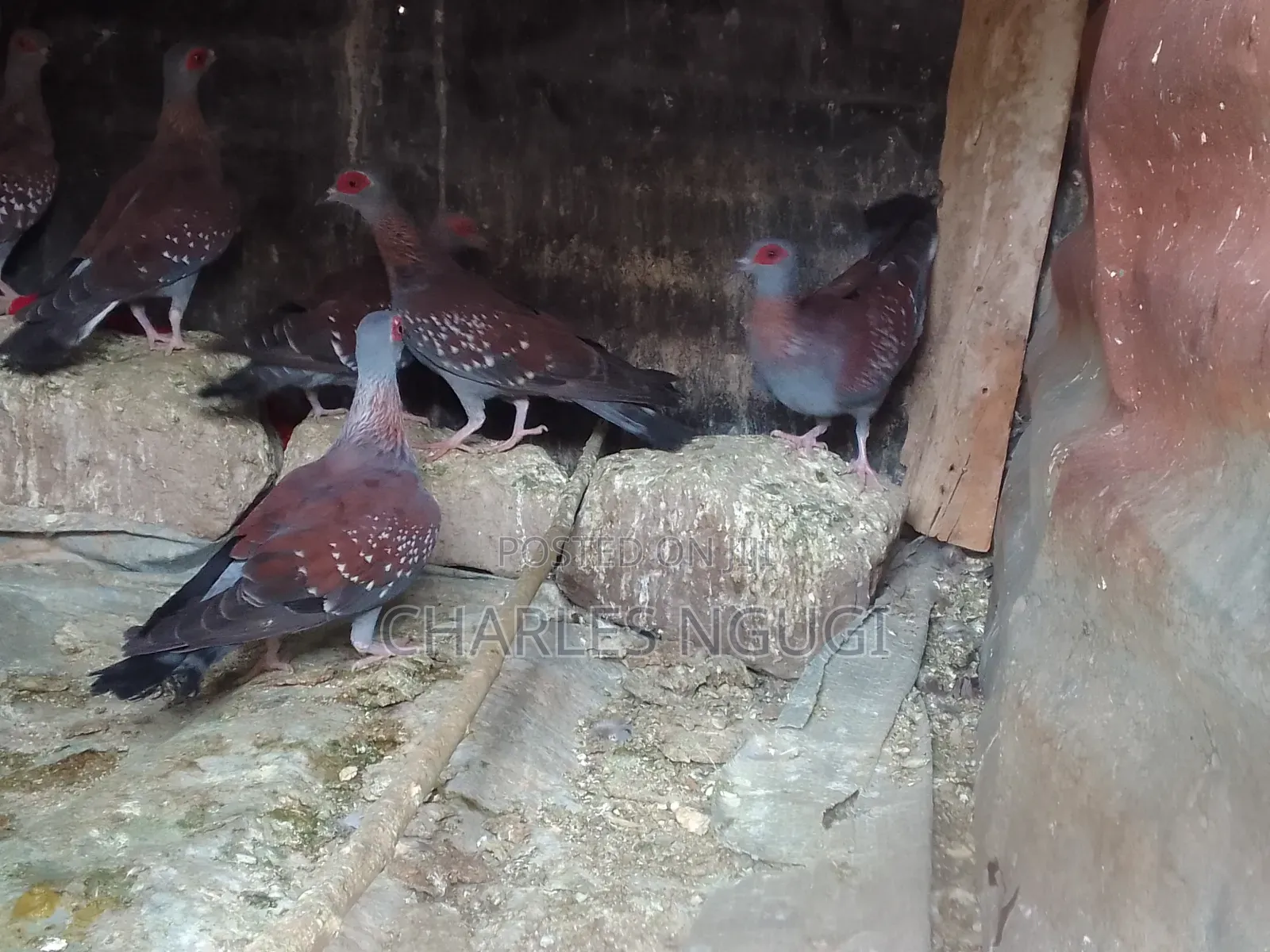 White Speckled Pigeons