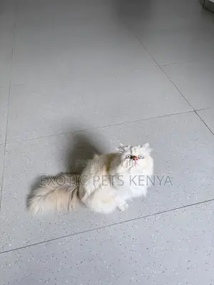 6-12 months Female Purebred Persian