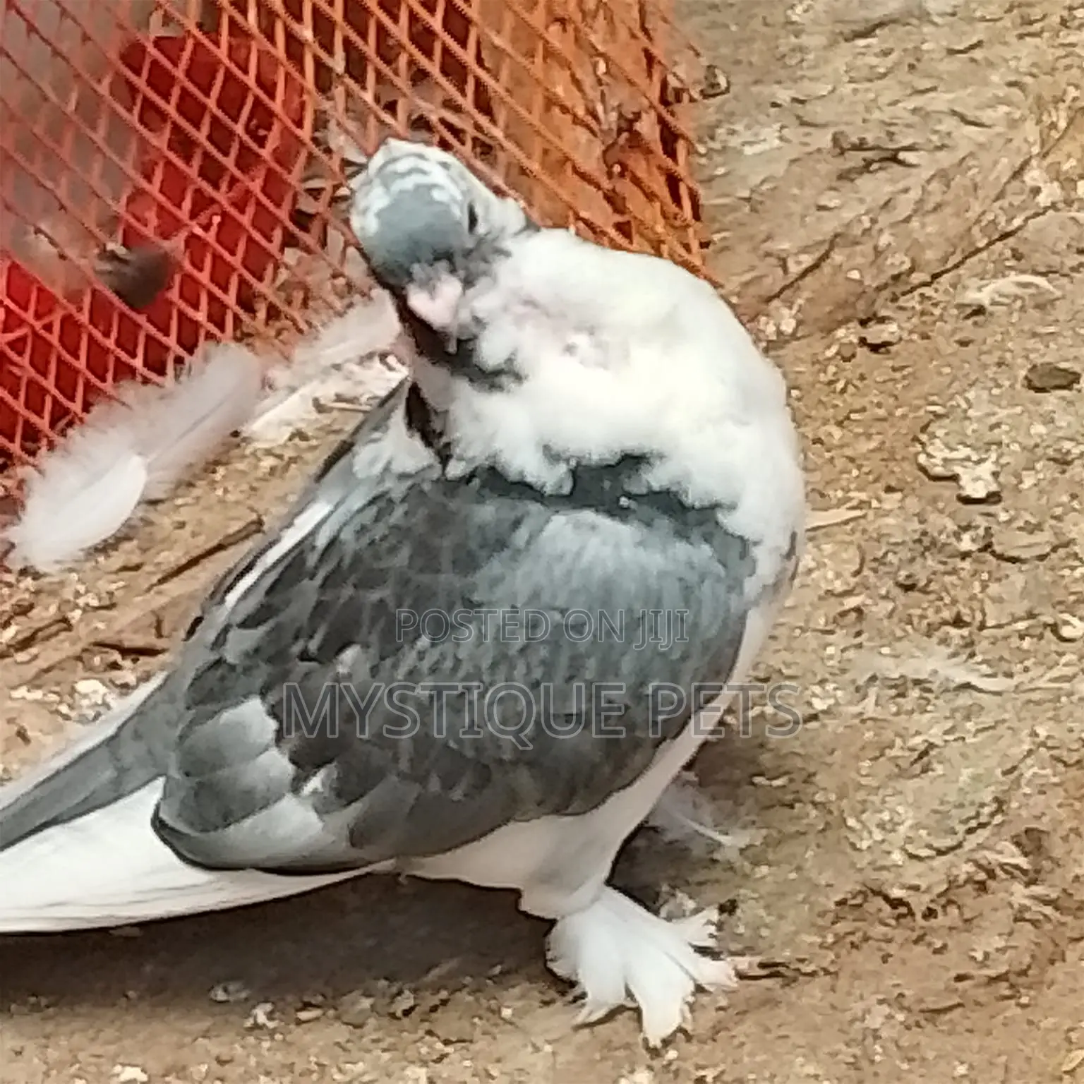 Short Beak
