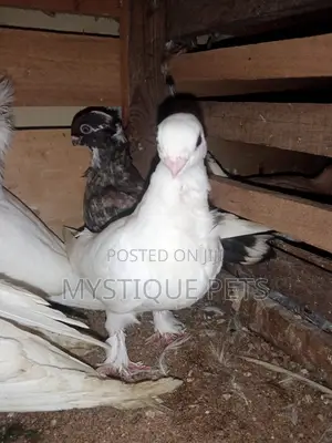 Short Beak