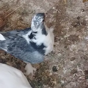 Short Beak