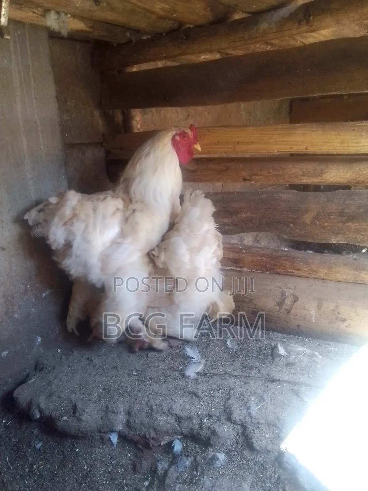 Brahma Eggs and Chicks