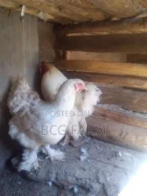 Brahma Eggs and Chicks